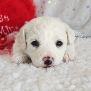 Bichon Frise Puppy Louie