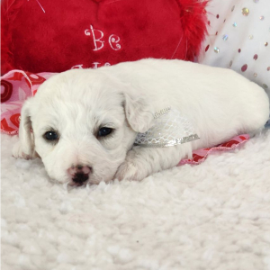 Bichon Frise Puppy Louie