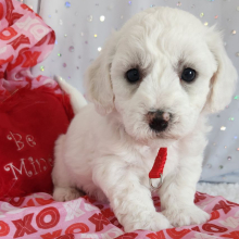 Bichon Frise Puppy Louie