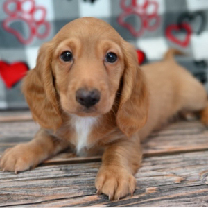 Dachshund Puppy Oakley