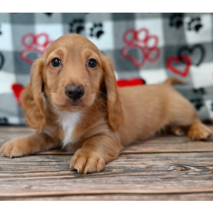 Dachshund Puppy Oakley