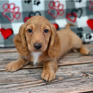 Dachshund Puppy Oakley