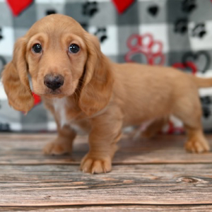 Dachshund Puppy Oakley