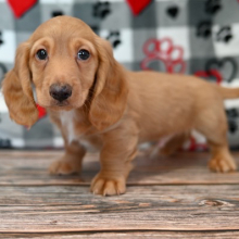 Dachshund Puppy Oakley