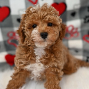 Maltipoo Puppy Zander