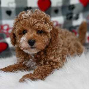 Maltipoo Puppy Zander