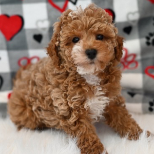 Maltipoo Puppy Zander