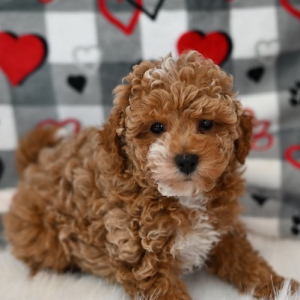 Maltipoo Puppy Zander