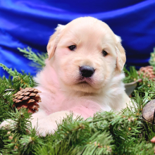 Golden Retriever Puppy K.B