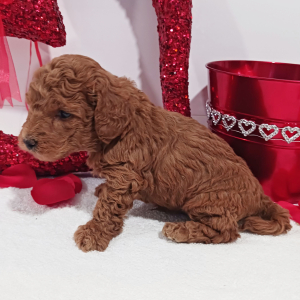 Goldendoodle Puppy Benjibo