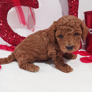 Goldendoodle Puppy Benjibo