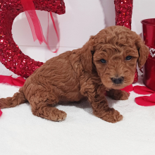 Goldendoodle Puppy Benjibo