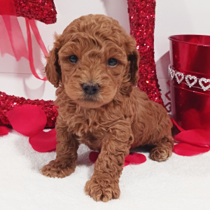 Goldendoodle Puppy Benjibo
