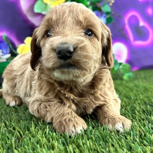 Goldendoodle Puppy Clarisa