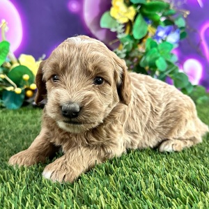 Goldendoodle Puppy Clarisa