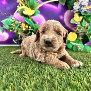 Goldendoodle Puppy Clarisa