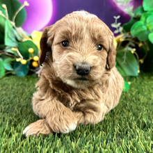 Goldendoodle Puppy Clarisa