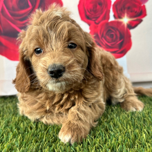 Goldendoodle Puppy Clarisa