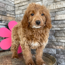 Goldendoodle Puppy Clarisa