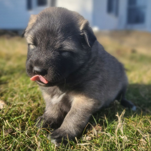 Keesh-Inu Puppy Tank