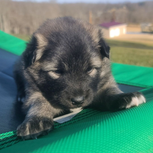 Keesh-Inu Puppy Tank