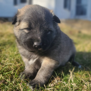 Keesh-Inu Puppy Tank