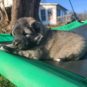 Keesh-Inu Puppy Tank