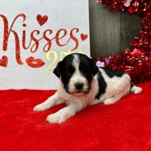 Havanese Puppy Lara