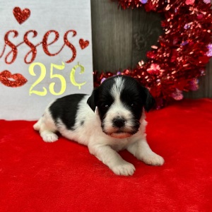 Havanese Puppy Lara