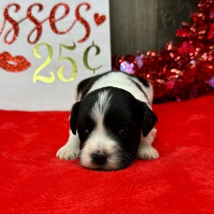 Havanese Puppy Lara