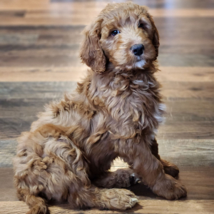 Goldendoodle Puppy Mr Sam