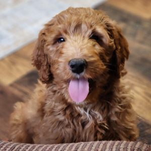 Goldendoodle Puppy Mr Sam