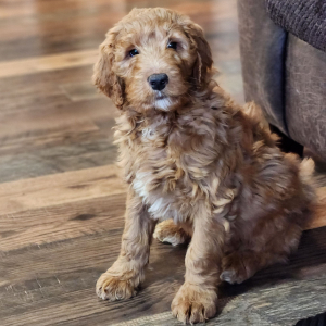 Goldendoodle Puppy Mr Sam