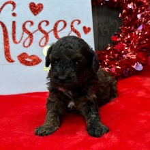 Havanese Puppy Nick