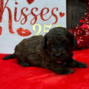 Havanese Puppy Nick