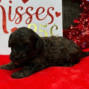 Havanese Puppy Nick