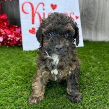 Havanese Puppy Nick