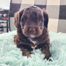 Aussiedoodle Puppy Trae