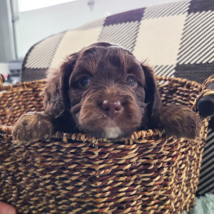 Aussiedoodle Puppy Trae