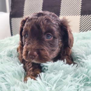 Aussiedoodle Puppy Trae