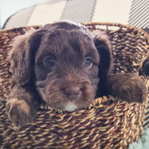 Aussiedoodle Puppy Trae