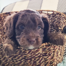 Aussiedoodle Puppy Trae