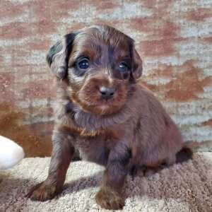 Aussiedoodle Puppy Cagney