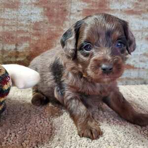 Aussiedoodle Puppy Cagney