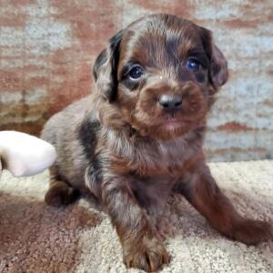 Aussiedoodle Puppy Cagney