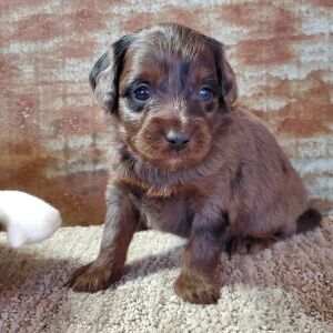 Aussiedoodle Puppy Cagney