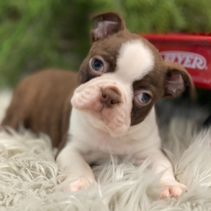 Boston Terrier Puppy Rocco