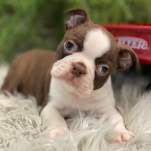Boston Terrier Puppy Rocco