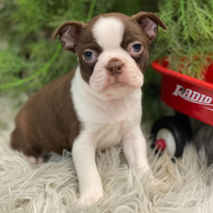Boston Terrier Puppy Rocco