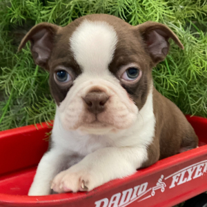 Boston Terrier Puppy Rocco